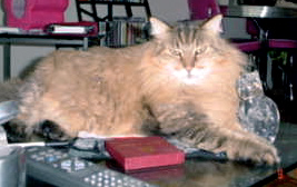 Hobbes, a long-haired cat, resting on a table.